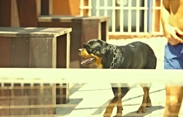 Portrait of nice young rottweiler with sun glasses — Stock Photo, Image