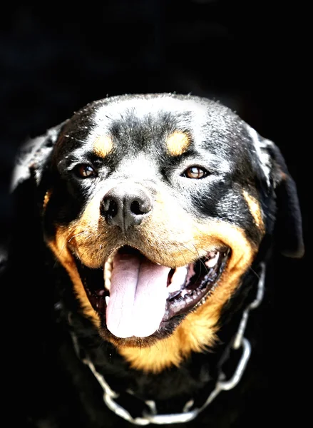 Retrato de agradável jovem rottweiler — Fotografia de Stock