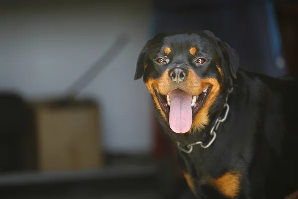 Retrato de agradável jovem rottweiler — Fotografia de Stock