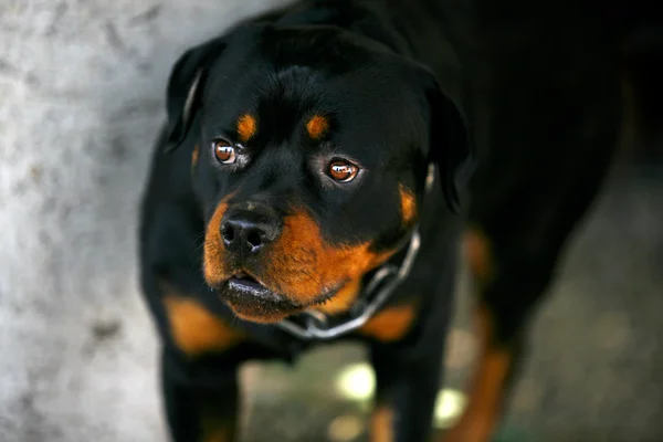 Portrait of nice young rottweiler — Stock Photo, Image