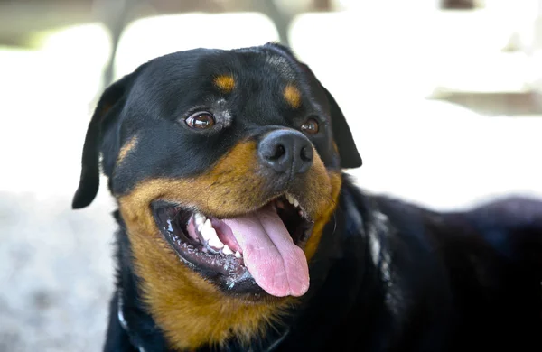 Portrait of nice young rottweiler — Stock Photo, Image