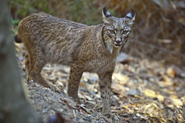 Iberian lynx standing — Stock Photo, Image