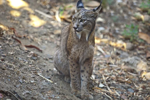 Iberian lynx sat — Stock Photo, Image