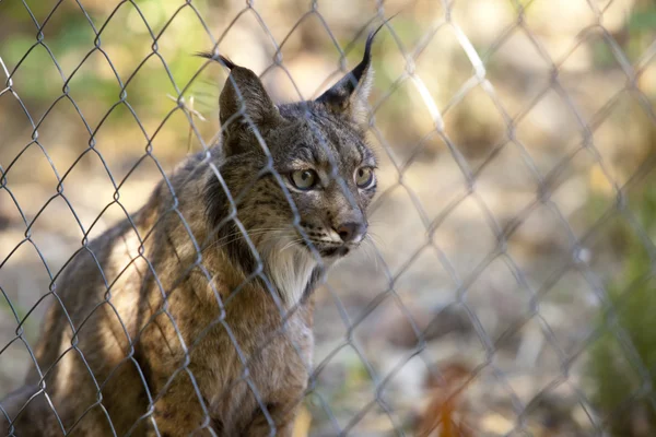 Iberian lynx through the fence — Stock Photo, Image