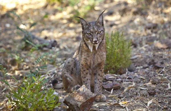 Lynx ibérique en alerte — Photo