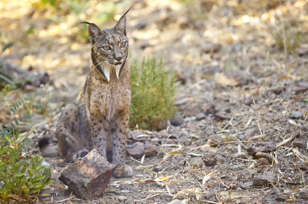 Iberian lynx sitting on alert — Stock Photo, Image