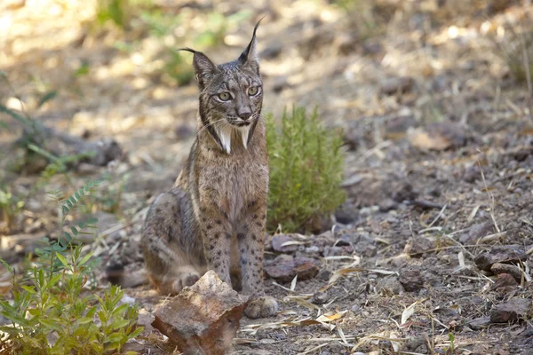 Iberian lynx sitting on alert — Stock Photo, Image