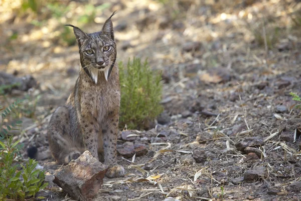 Iberian lynx sitting on alert — Stock Photo, Image