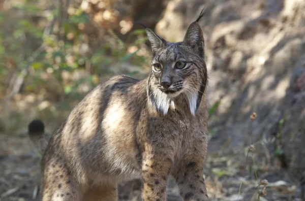 Lynx ibérique — Photo