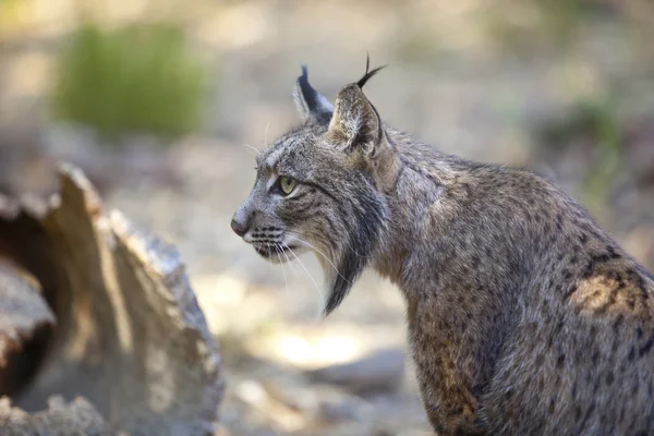 Iberian lynx sitting profile — Stock Photo, Image