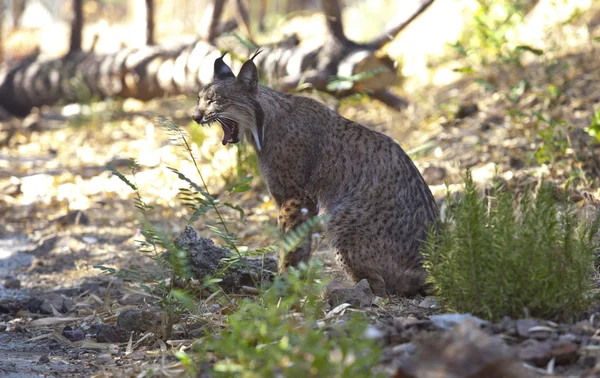 Iberian lynx yawn — Stock Photo, Image