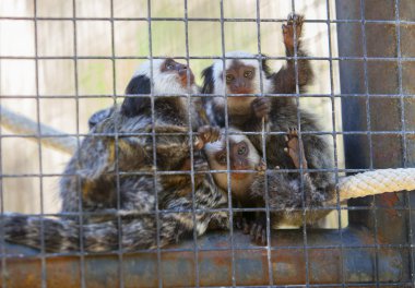 Marmosets ailesi