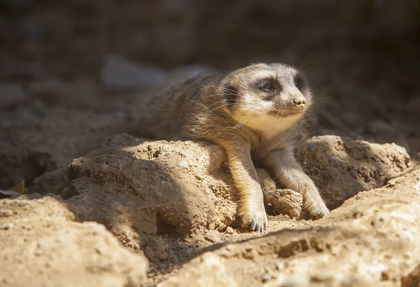 Meerkat deitado na areia — Fotografia de Stock