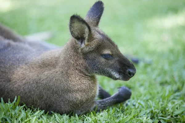 Wallaby vilar på gräs — Stockfoto