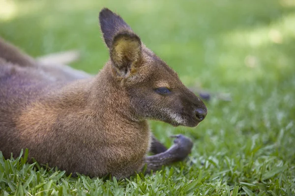 Wallaby descansando sobre hierba —  Fotos de Stock