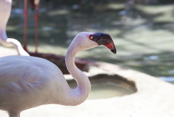 Küçük Flamingo, Phoenicopterus minor — Stok fotoğraf