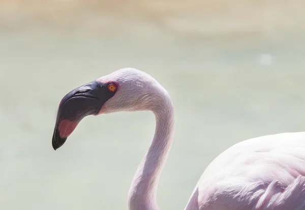 Küçük flamingo — Stok fotoğraf