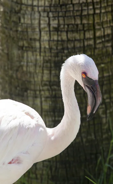 Petit flamant rose, Phoenicopterus minor — Photo