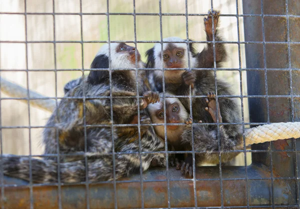 Familie van zijdeaapjes — Stockfoto