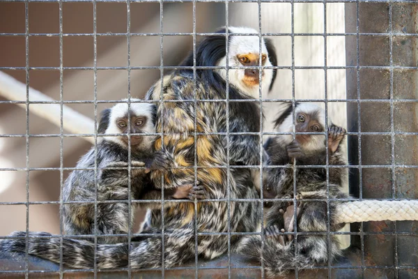 Familie van zijdeaapjes — Stockfoto