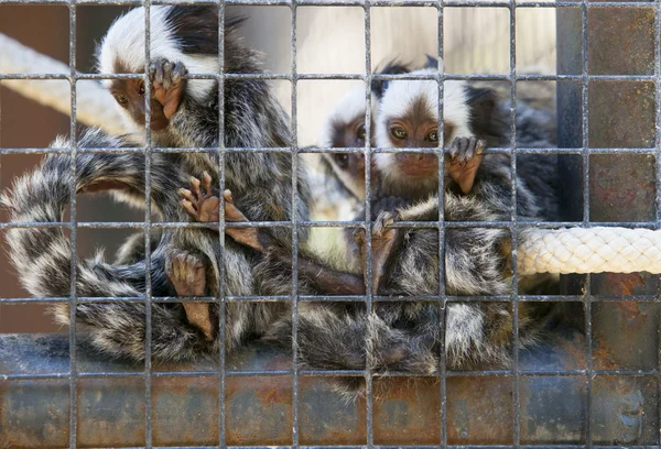 Family of marmosets — Stock Photo, Image