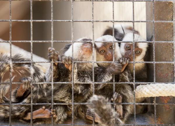 Family of marmosets — Stock Photo, Image