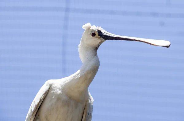 African Spoonbill portrait — Stock Photo, Image