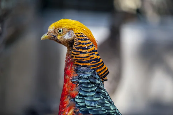 Goudfazant hoofd — Stockfoto