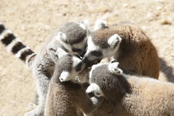 Grupp Ring-tailed lemur att äta frukter — Stockfoto