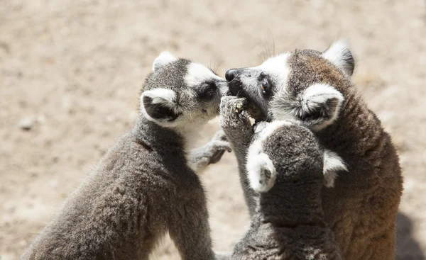 Grupo Lémur de cola anillada de comer frutas — Foto de Stock