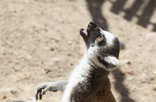 One ring-tailed lemur singing vocalizations — Stock Photo, Image