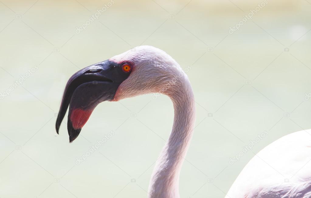 Lesser Flamingo, open beak