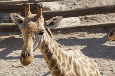 Zürafa çocuk portre