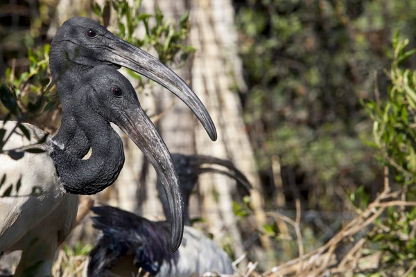 Casal de ibis sagrados — Fotografia de Stock