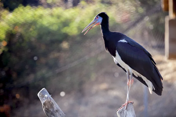 Abdims Stork eller Ciconia Abdimii — Stockfoto