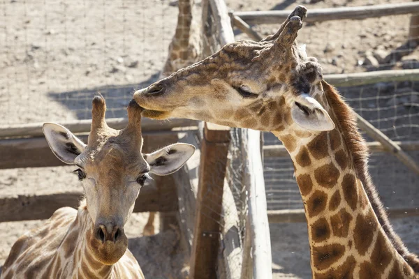 Girafe mère lécher son enfant corne — Photo