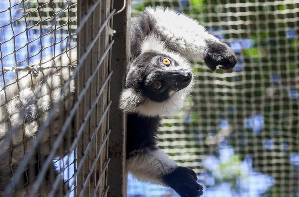 Portrait de lémurien à queue cerclée sorti de la cage — Photo