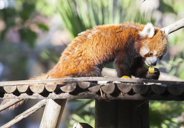 Retrato de uma panda vermelha comendo frutas — Fotografia de Stock
