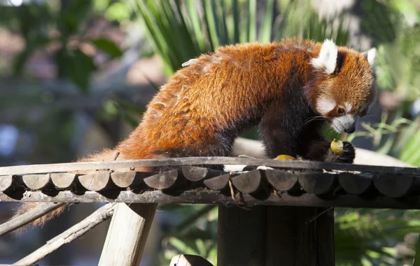 Porträt eines roten Pandas, der Früchte frisst — Stockfoto