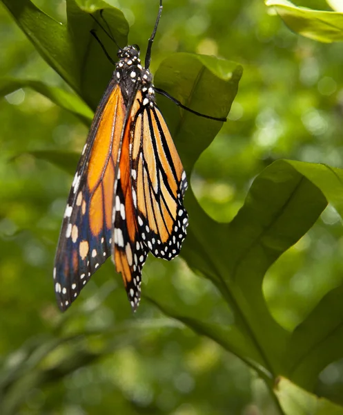 Mariposa monarca sobre verde — Foto de Stock