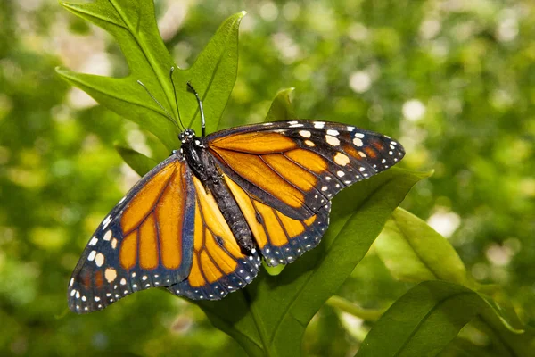 Monarch butterfly over green — Stock Photo, Image