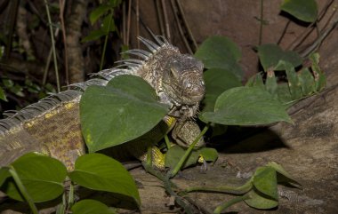 Buzlu yeşil iguana
