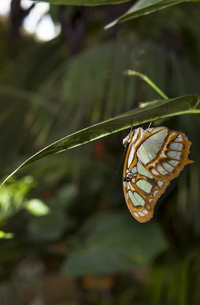 Malachit pillangó — Stock Fotó