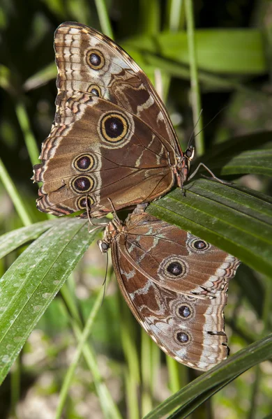 Caligo Memnon mating — Stock Photo, Image