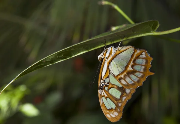 Malachite Butterfly — Stock Photo, Image