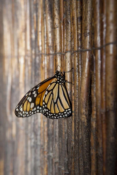 Monarch butterfly over wicker background — Stock Photo, Image