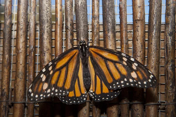 Mariposa monarca sobre fondo de mimbre — Foto de Stock