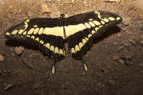 Papilio Marianna pillangó ült a föld feletti — Stock Fotó