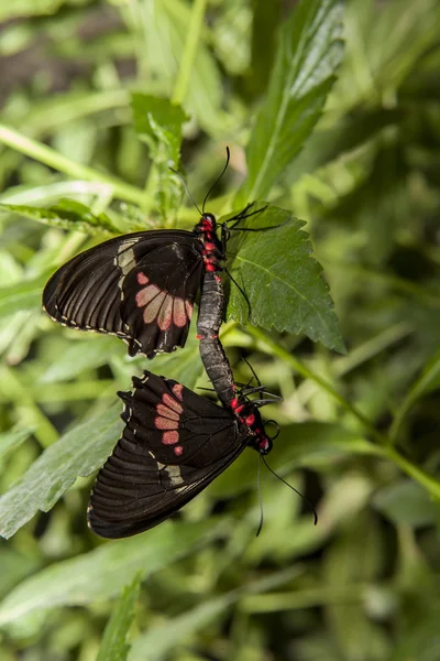 Cattleheart Butterfly mating — Stock Photo, Image