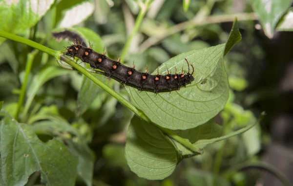 Oruga mariposa de malaquita —  Fotos de Stock